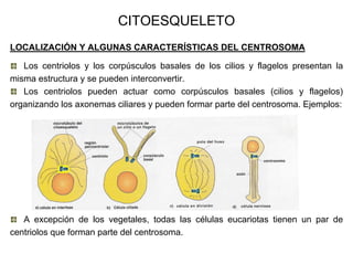 CITOESQUELETO
LOCALIZACIÓN Y ALGUNAS CARACTERÍSTICAS DEL CENTROSOMA

   Los centriolos y los corpúsculos basales de los cilios y flagelos presentan la
misma estructura y se pueden interconvertir.
   Los centriolos pueden actuar como corpúsculos basales (cilios y flagelos)
organizando los axonemas ciliares y pueden formar parte del centrosoma. Ejemplos:




   A excepción de los vegetales, todas las células eucariotas tienen un par de
centriolos que forman parte del centrosoma.
 