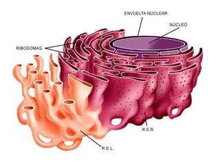 ESTRUCTURA


•   NUCLEOPLASMA
    • Es el medio interno del núcleo.
    • En él se encuentra inmerso el ADN, el ARN y much...
