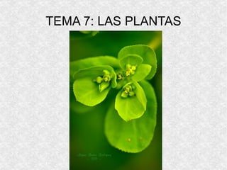 TEMA 7: LAS PLANTAS 