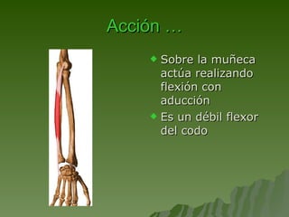 Acción …    S obre la muñeca actúa realizando flexión con aducción   Es un débil flexor del codo 