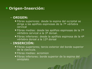 Origen-Inserción: ORIGEN:  Fibras superiores: desde la espina del occipital se dirige a las apófisis espinosas de la 7ª vértebra cervical Fibras medias: desde las apófisis espinosas de la 7ª vértebra cervical a la 3ª dorsal. Fibras inferiores: desde la apófisis espinosa de la 4ª vértebra dorsal a la 12ª dorsal INSERCIÓN: Fibras superiores; tercio exterior del borde superior de la clavícula. Fibras medias: acromion Fibras inferiores: borde superior de la espina del omóplato 
