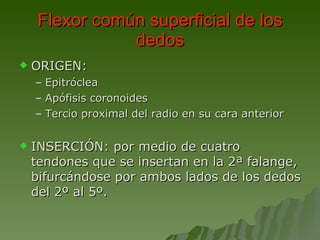 Flexor común superficial de los dedos ORIGEN: Epitróclea Apófisis coronoides Tercio proximal del radio en su cara anterior INSERCIÓN: por medio de cuatro tendones que se insertan en la 2ª falange, bifurcándose por ambos lados de los dedos del 2º al 5º. 