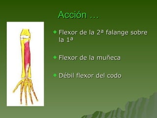 Acción … Flexor de la 2ª falange sobre la 1ª Flexor de la muñeca Débil flexor del codo 