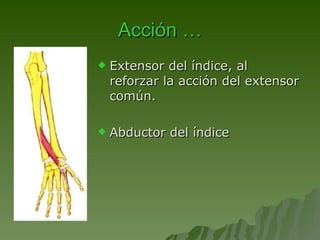 Acción … Extensor del índice, al reforzar la acción del extensor común. Abductor del índice 