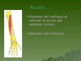 Acción … Extensor del meñique al reforzar la acción del extensor común. Abductor del meñique. 