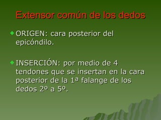 Extensor común de los dedos ORIGEN: cara posterior del epicóndilo. INSERCIÓN: por medio de 4 tendones que se insertan en la cara posterior de la 1ª falange de los dedos 2º a 5º. 