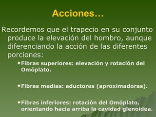 Acciones… Recordemos que el trapecio en su conjunto produce la elevación del hombro, aunque diferenciando la acción de las diferentes porciones: Fibras superiores: elevación y rotación del Omóplato. Fibras medias: aductores (aproximadoras). Fibras inferiores: rotación del Omóplato, orientando hacia arriba la cavidad glenoidea. 