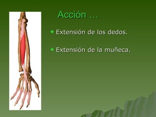 Acción … Extensión de los dedos. Extensión de la muñeca. 