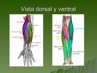 Vista dorsal y ventral 