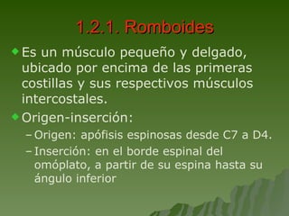 1.2.1. Romboides Es un músculo pequeño y delgado, ubicado por encima de las primeras costillas y sus respectivos músculos intercostales. Origen-inserción: Origen: apófisis espinosas desde C7 a D4. Inserción: en el borde espinal del omóplato, a partir de su espina hasta su ángulo inferior 