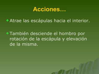 Acciones… Atrae las escápulas hacia el interior.  También desciende el hombro por rotación de la escápula y elevación de la misma. 
