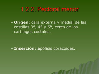 1.2.2. Pectoral menor Origen:  cara externa y medial de las costillas 3ª, 4ª y 5ª, cerca de los cartílagos costales. Inserción: a pófisis coracoides. 