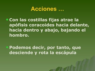 Acciones … Con las costillas fijas atrae la apófisis coracoides hacia delante, hacia dentro y abajo, bajando el hombro. Podemos decir, por tanto, que desciende y rota la escápula 