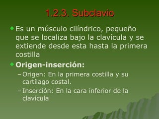 1.2.3. Subclavio Es un músculo cilíndrico, pequeño que se localiza bajo la clavícula y se extiende desde esta hasta la primera costilla Origen-inserción: Origen: En la primera costilla y su cartílago costal. Inserción: En la cara inferior de la clavícula 
