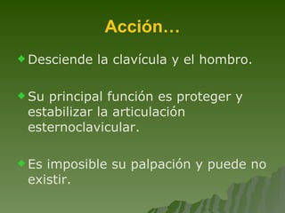 Acción… Desciende la clavícula y el hombro. Su principal función es proteger y estabilizar la articulación esternoclavicular. Es imposible su palpación y puede no existir. 