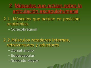 2.  Músculos que actúan sobre la articulación escapulohumeral 2.1. Músculos que actúan en posición anatómica. Coracobraquial 2.2.Músculos rotadores internos, retroversores y aductores Dorsal ancho Subescapular Redondo Mayor 