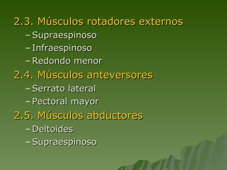 2.3. Músculos rotadores externos Supraespinoso Infraespinoso Redondo menor 2.4. Músculos anteversores Serrato lateral Pectoral mayor 2.5. Músculos abductores Deltoides Supraespinoso 