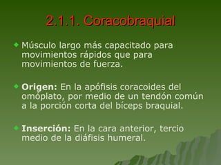 2.1.1. Coracobraquial Músculo largo más capacitado para movimientos rápidos que para movimientos de fuerza.  Origen:  En la apófisis coracoides del omóplato, por medio de un tendón común a la porción corta del bíceps braquial. Inserción:  En la cara anterior, tercio medio de la diáfisis humeral. 