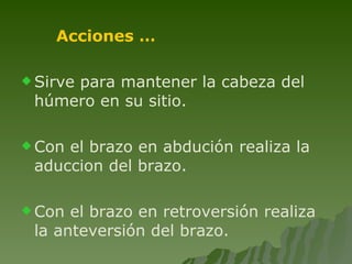 Acciones …   Sirve para mantener la cabeza del húmero en su sitio.  Con el brazo en abdución realiza la aduccion del brazo. Con el brazo en retroversión realiza la anteversión del brazo. 