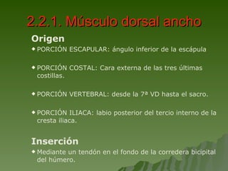 2.2.1. Músculo dorsal ancho Origen PORCIÓN ESCAPULAR: ángulo inferior de la escápula PORCIÓN COSTAL: Cara externa de las tres últimas costillas. PORCIÓN VERTEBRAL: desde la 7ª VD hasta el sacro. PORCIÓN ILIACA: labio posterior del tercio interno de la cresta iliaca. Inserción Mediante un tendón en el fondo de la corredera bicipital del húmero. 