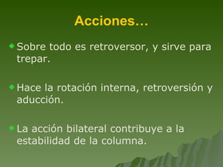Acciones… Sobre todo es retroversor, y sirve para trepar. Hace la rotación interna, retroversión y aducción. La acción bilateral contribuye a la estabilidad de la columna. 