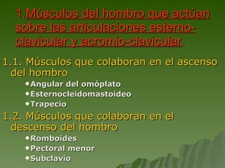 1. Músculos del hombro que actúan sobre las articulaciones esterno-clavicular y acromio-clavicular . 1.1. Músculos que colaboran en el ascenso del hombro Angular del omóplato Esternocleidomastoideo Trapecio   1.2. Músculos que colaboran en el descenso del hombro Romboides Pectoral menor Subclavio 