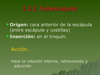 2.2.2. Subescapular Origen:  cara anterior de la escápula (entre escápula y costillas) Inserción:  en el troquín. Acción… Hace la rotación interna, retroversión y aducción 