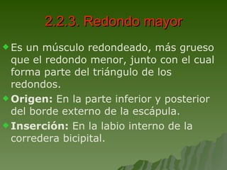 2.2.3. Redondo mayor Es un músculo redondeado, más grueso que el redondo menor, junto con el cual forma parte del triángulo de los redondos. Origen:  En la parte inferior y posterior del borde externo de la escápula. Inserción:  En la labio interno de la corredera bicipital. 