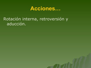 Acciones… Rotación interna, retroversión y aducción. 