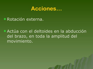 Acciones… Rotación externa. Actúa con el deltoides en la abducción del brazo, en toda la amplitud del movimiento. 