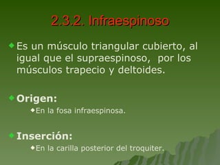 2.3.2. Infraespinoso Es un músculo triangular cubierto, al igual que el supraespinoso,  por los músculos trapecio y deltoides. Origen: En la fosa infraespinosa. Inserción: En la carilla posterior del troquiter. 