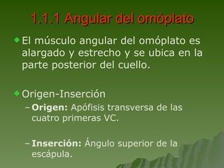 1.1.1 Angular del omóplato El músculo angular del omóplato es alargado y estrecho y se ubica en la parte posterior del cuello. Origen-Inserción Origen:  Apófisis transversa de las cuatro primeras VC. Inserción:  Ángulo superior de la escápula. 