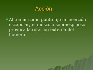 Acción… Al tomar como punto fijo la inserción escapular, el músculo supraespinoso provoca la rotación externa del húmero. 