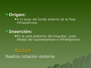 Origen: A lo largo del borde externo de la fosa infraespinosa. Inserción: En la cara posterior del troquíter, justo debajo del supraespinoso e infraespinoso. Acción … Realiza rotación externa 