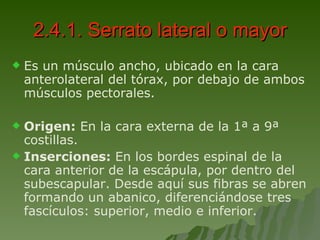 2.4.1. Serrato lateral o mayor Es un músculo ancho, ubicado en la cara anterolateral del tórax, por debajo de ambos músculos pectorales. Origen:  En la cara externa de la 1ª a 9ª costillas.  Inserciones:  En los bordes espinal de la cara anterior de la escápula, por dentro del subescapular. Desde aquí sus fibras se abren formando un abanico, diferenciándose tres fascículos: superior, medio e inferior. 