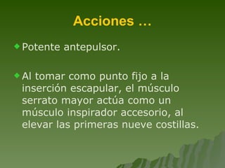 Acciones … Potente antepulsor. Al tomar como punto fijo a la inserción escapular, el músculo serrato mayor actúa como un músculo inspirador accesorio, al elevar las primeras nueve costillas. 