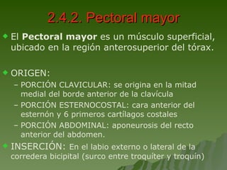 2.4.2. Pectoral mayor El  Pectoral mayor  es un músculo superficial, ubicado en la región anterosuperior del tórax. ORIGEN: PORCIÓN CLAVICULAR: se origina en la mitad medial del borde anterior de la clavícula PORCIÓN ESTERNOCOSTAL: cara anterior del esternón y 6 primeros cartílagos costales  PORCIÓN ABDOMINAL: aponeurosis del recto anterior del abdomen. INSERCIÓN:  En el labio externo o lateral de la corredera bicipital (surco entre troquíter y troquín) 