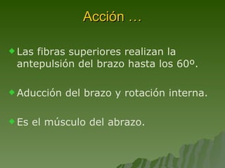 Acción … Las fibras superiores realizan la antepulsión del brazo hasta los 60º. Aducción del brazo y rotación interna. Es el músculo del abrazo. 