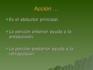 Acción … Es el abductor principal. La porción anterior ayuda a la antepulsión. La porción posterior ayuda a la retropulsión. 