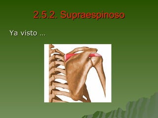 2.5.2. Supraespinoso Ya visto … 