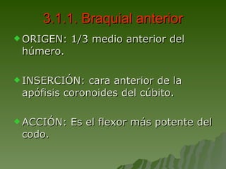 3.1.1. Braquial anterior ORIGEN: 1/3 medio anterior del húmero. INSERCIÓN: cara anterior de la apófisis coronoides del cúbito. ACCIÓN: Es el flexor más potente del codo. 
