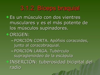 3.1.2. Bíceps braquial Es un músculo con dos vientres musculares y es el más potente de los músculos supinadores. ORIGEN: PORCIÓN CORTA. Apófisis coracoides, junto al coracobraquial. PORCIÓN LARGA. Tubérculo supraglenoideo de la escápula INSERCIÓN: tuberosidad bicipital del radio 