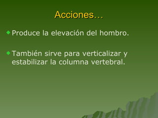 Acciones… Produce la elevación del hombro.  También sirve para verticalizar y estabilizar la columna vertebral. 