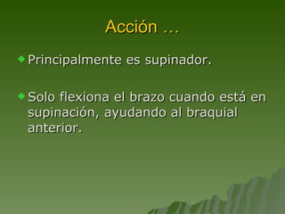 Acción … Principalmente es supinador. Solo flexiona el brazo cuando está en supinación, ayudando al braquial anterior.  