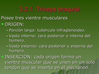 3.2.1. Tríceps braquial Posee tres vientre musculares ORIGEN: Porción larga: tubérculo infraglenoideo. Vasto interno: cara posterior e interna del húmero. Vasto externo: cara posterior y externa del húmero. INSERCIÓN: cada origen forma un vientre muscular que se unen en un solo tendón que se inserta en el olécranon. 
