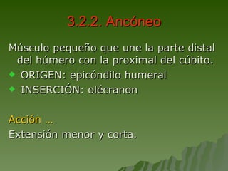 3.2.2. Ancóneo Músculo pequeño que une la parte distal del húmero con la proximal del cúbito. ORIGEN: epicóndilo humeral INSERCIÓN: olécranon Acción … Extensión menor y corta. 