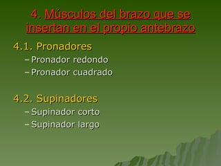 4.  Músculos del brazo que se insertan en el propio antebrazo 4.1. Pronadores Pronador redondo Pronador cuadrado 4.2. Supinadores Supinador corto Supinador largo 