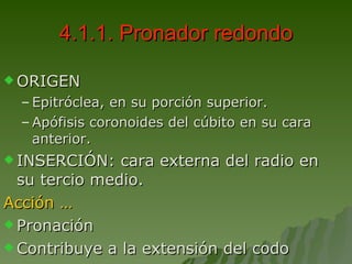 4.1.1. Pronador redondo ORIGEN Epitróclea, en su porción superior. Apófisis coronoides del cúbito en su cara anterior. INSERCIÓN: cara externa del radio en su tercio medio. Acción … Pronación Contribuye a la extensión del codo 