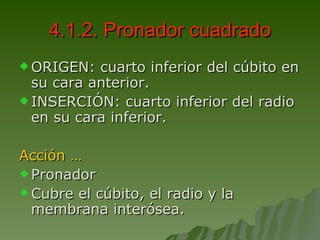 4.1.2. Pronador cuadrado ORIGEN: cuarto inferior del cúbito en su cara anterior. INSERCIÓN: cuarto inferior del radio en su cara inferior. Acción … Pronador Cubre el cúbito, el radio y la membrana interósea. 