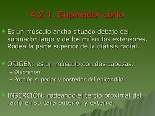 4.2.1. Supinador corto Es un músculo ancho situado debajo del supinador largo y de los músculos extensores. Rodea la parte superior de la diáfisis radial. ORIGEN: es un músculo con dos cabezas. Olécranon. Porción superior y posterior del epicóndilo. INSERCIÓN: rodeando el tercio proximal del radio en su cara anterior y externa. 